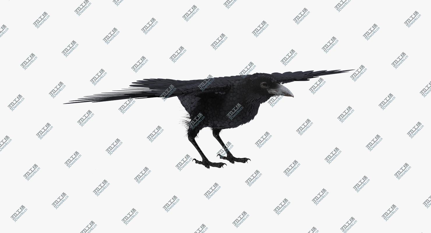 images/goods_img/2021040163/Common Raven Rigged for Cinema 4D 3D model/2.jpg